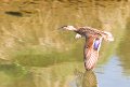 Trailing wing